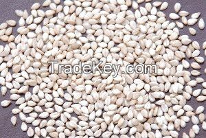 Ethiopian Humera type (whitish) and Wollega type sesame seed