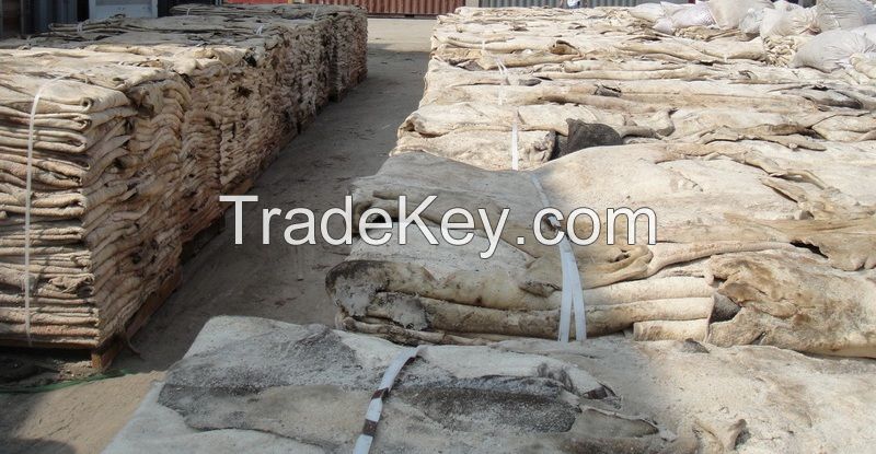 Wet salted donkey hides / cow hides