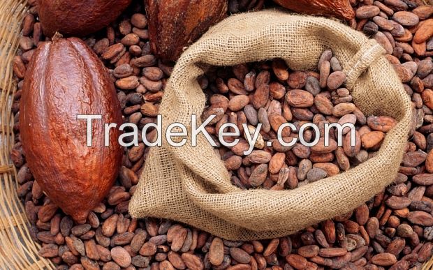 Dried cocoa Beans