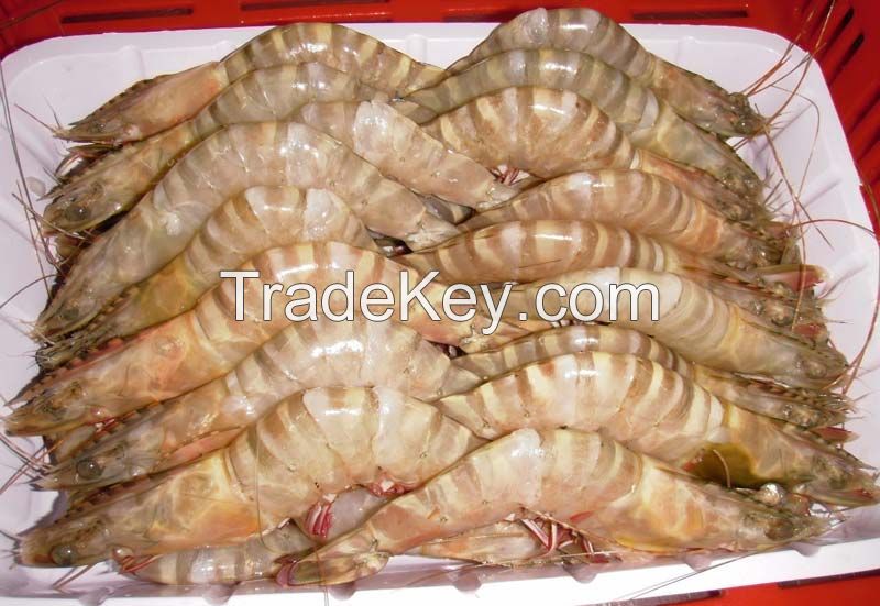 Black Tiger Shrimps, Frozen King Prawns, White Shrimps