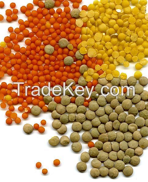 Green Lentils/Red lentinls and Yellow lentils