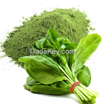spinach extract/spinach extract powder/natural spinach extract