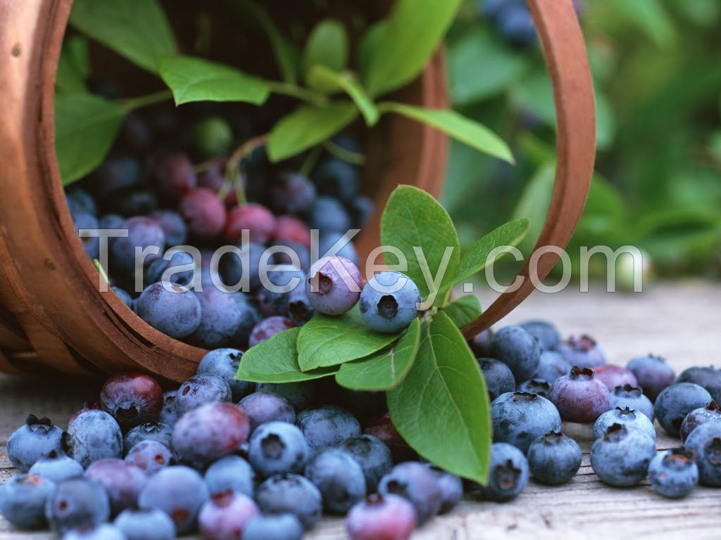 Fresh blueberry