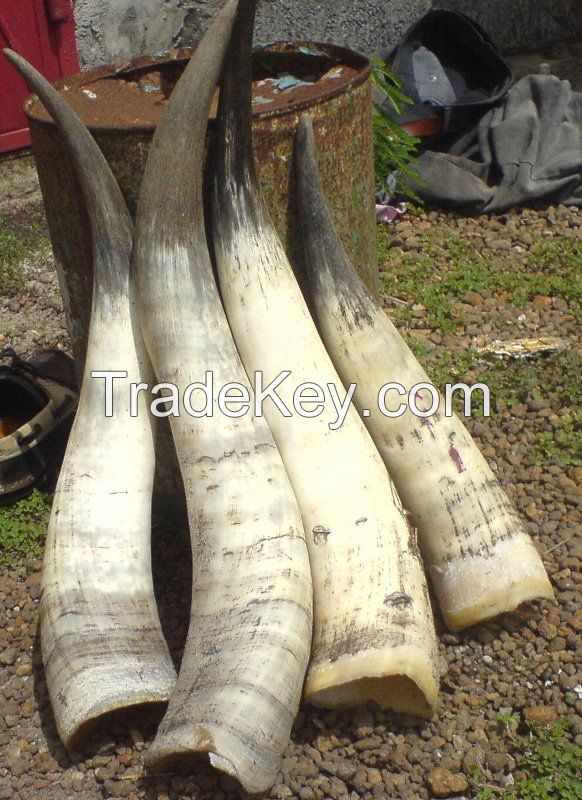 Black and White cow horns for sale and export