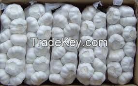 White Common Fresh Garlic for sale and export