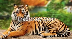 life like big tiger and cheetah for amusement park here for sale