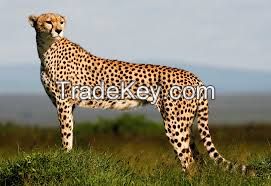 cheetah for sales big cats available