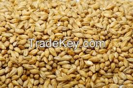 High quality dried yellow millet for bird and human food with low price