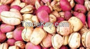 Kola nuts and Bitter (Garcinia) nuts