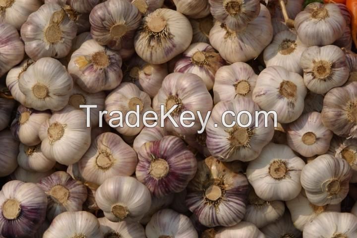 garlic