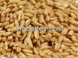 barley