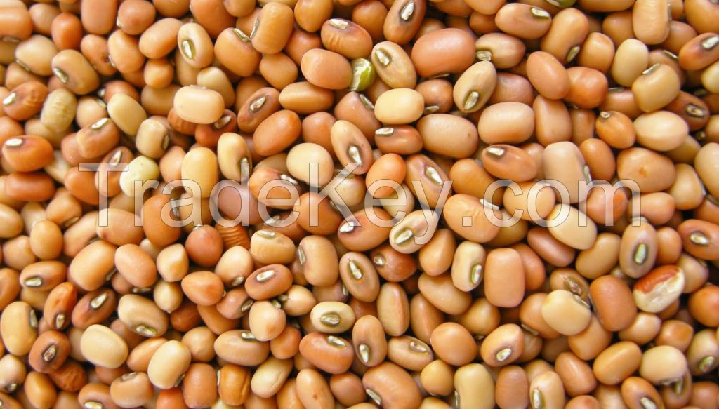 vigna beans