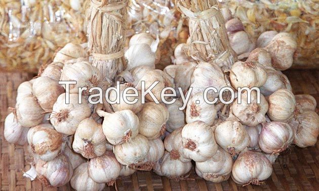 Fresh Normal White Garlic / Red Galic in 10kg/Carton with Different Size -Hot Sale