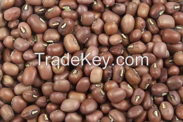 VIGNA BEANS