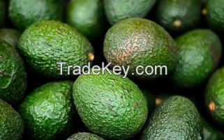 Fresh Avocados