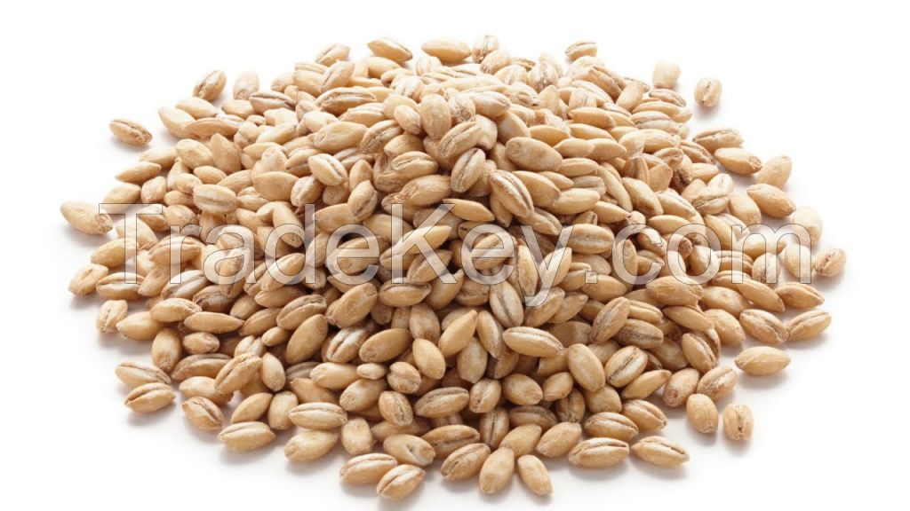 Barley