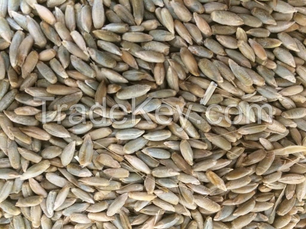 Rye grains for sale