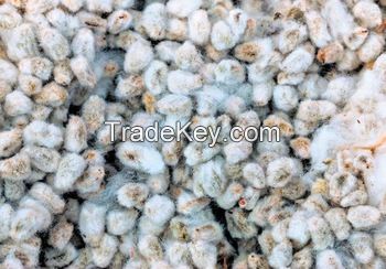 Cotton seeds