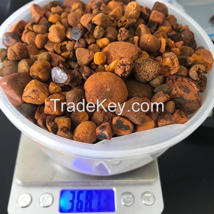 ox, cattle gallstones