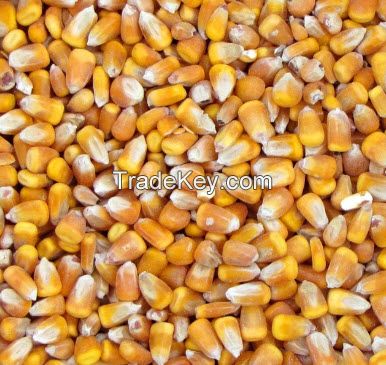 Sell Yellow Corn for Animal Feed