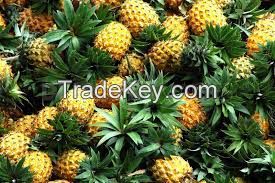 Fresh Pineapples