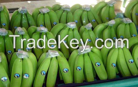 GREEN PREMIUM FRESH CAVENDISH BANANAS