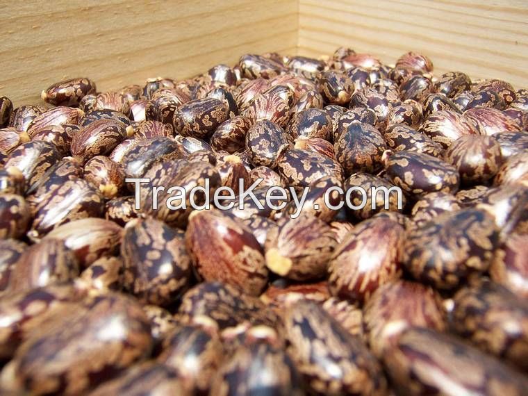 High Quality Castor Seeds