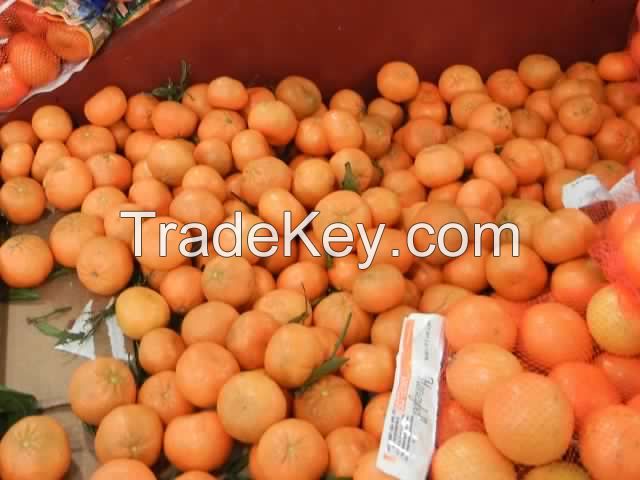 Fresh Mandarin Orange Citrus Fruits