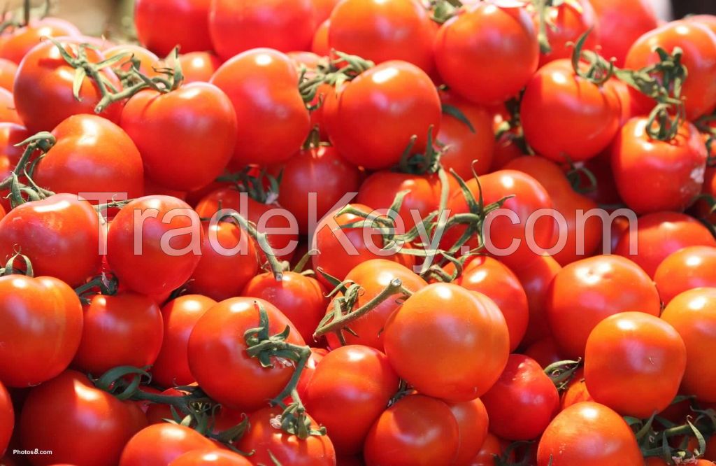 fresh tomatoes