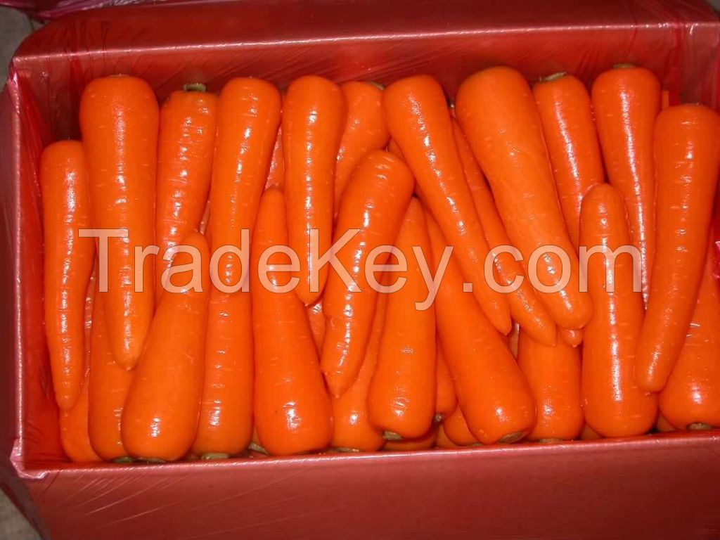 Supply fresh carrot with high quality for sale