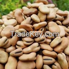 Broad/Fava Beans Qinghai or Gansu Origin