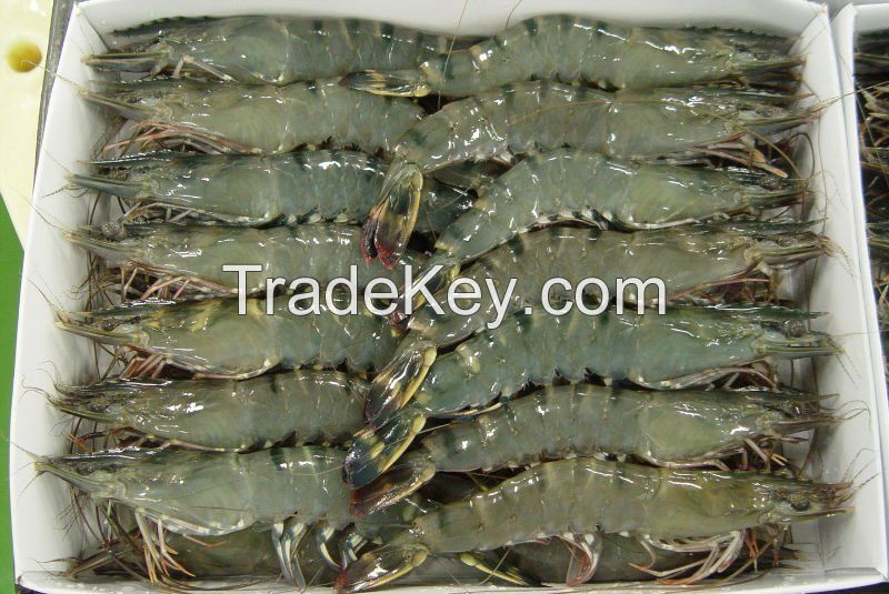 Frozen Fresh Shrimp/Seafood/Black Tiger Prawn