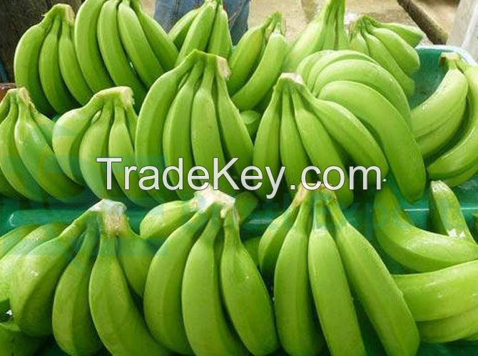 Fresh Cavendish Banana, plantains, ripe, planty, farm, Fruits, vegetables