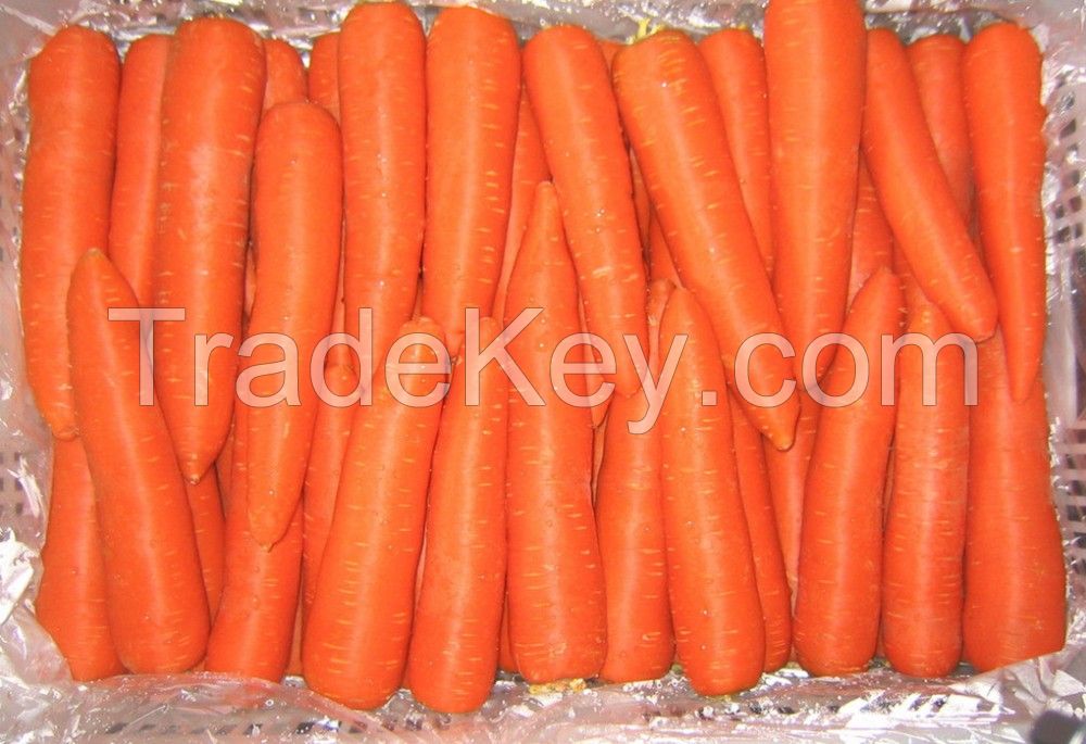 Fresh Carrot