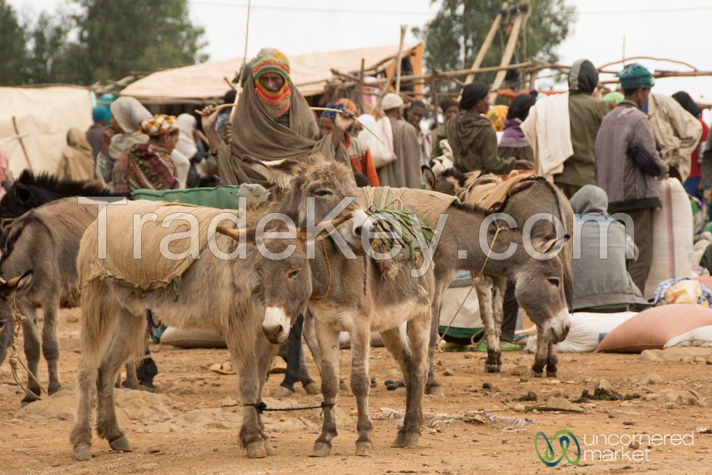 DRY SALTED DONKEY HIDES / W