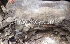 Dry Donkey Hide , Dry and wet salted cow hide