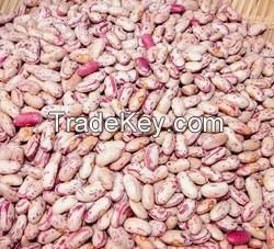 Light speckled kidney beans, red, black, white, cow pea beans, florida, peas, pulses, lentils, seeds