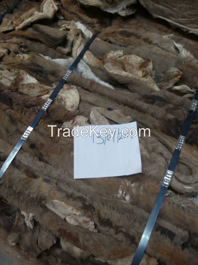 WET SALTED COW/DONKEY HIDES/SKIN, COW HEADS