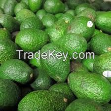 Avocado fruit export