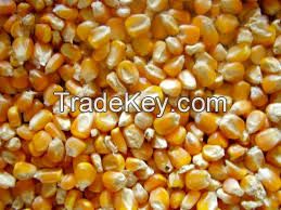 YELLOW MAIZE FOR ANIMAL FEED / YELLOW CORN FOR ANIMAL FEED