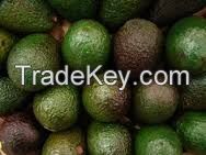 High quality fresh Kenyan Fuerte and Hass Avocado