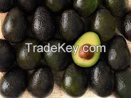 Grade A Quality Fresh Avocado exporter