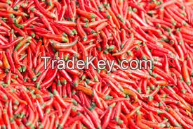 big fresh red chilli pepper with length 12-14cm