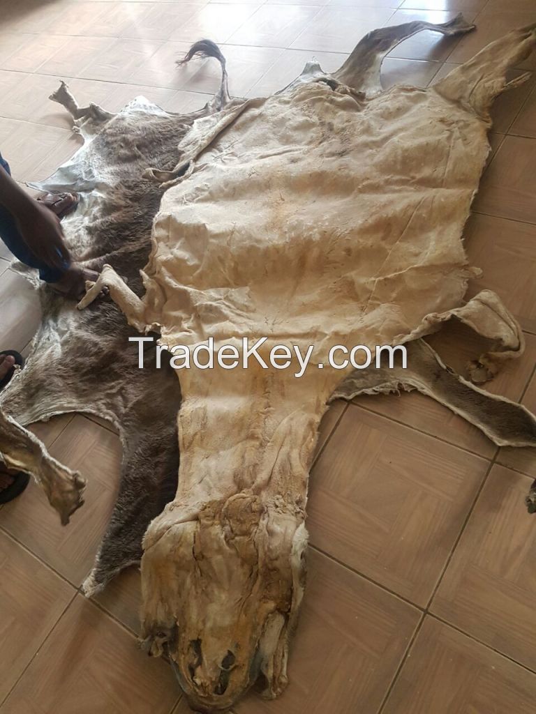 Salted and dry Donkey Hides, Skin, Leather