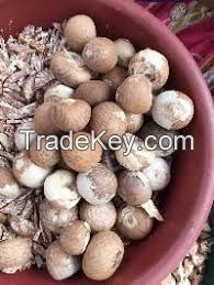 Betel Nuts WHOLE 60-65% good whole, well dried