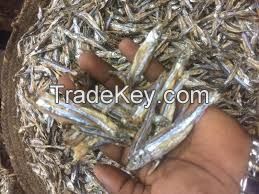 Wholesale Best Quality Dried Fish / Dried Anchovy