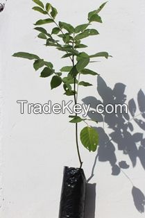 Grafted walnut trees (Juglans Regia)