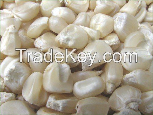 Premier quality white and yellow corn available