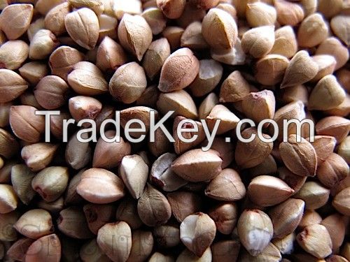 Top quality raw and roasted buckwheat kernels for sale