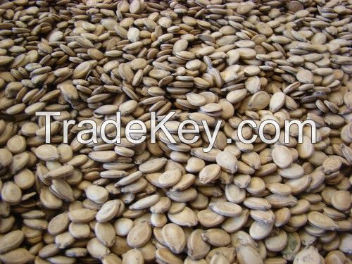 Best quality watermelon seeds for sale at best price